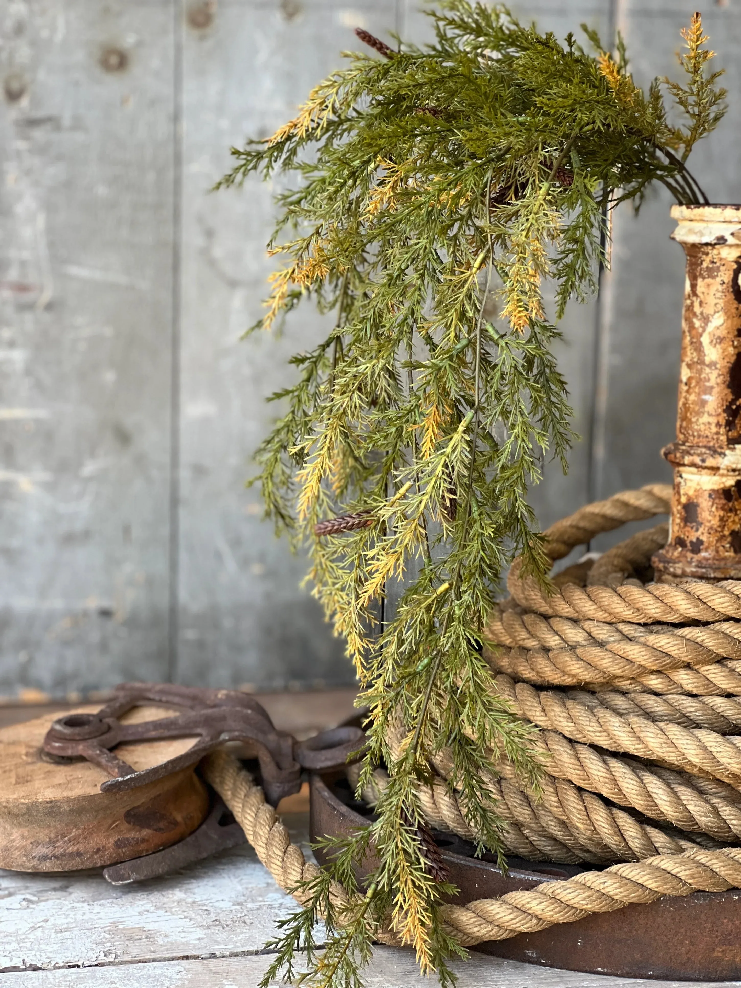 Prickly Pine Moss Hanging Foliage